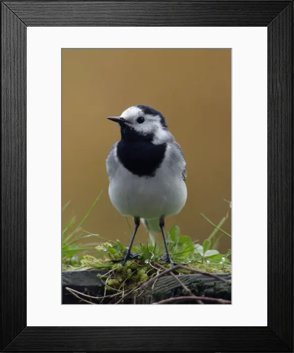Framed Print : Pied Wagtail - European race, adult in garden Lower Saxony, Germany Framed Print : Pied Wagtail - European race, adult in garden Lower Saxony, Germany