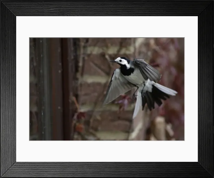 Framed Print : Pied Wagtail - European race, Displaying to reflection in window during breeding season Lower Saxony, Germany Framed Print : Pied Wagtail - European race, Displaying to reflection in window during breeding season Lower Saxony, Germany