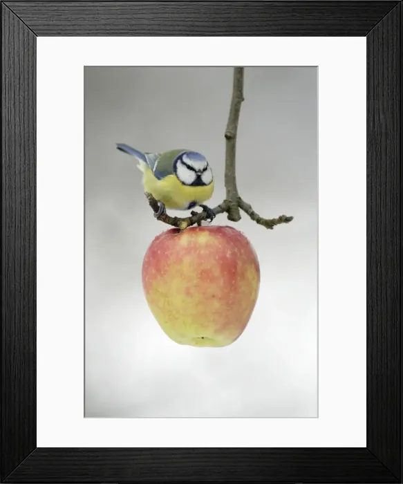 Framed Print : Blue Tit - Feeding on apple put out for birds in garden, winter-time. Lower Saxony, Germany Framed Print : Blue Tit - Feeding on apple put out for birds in garden, winter-time. Lower Saxony, Germany
