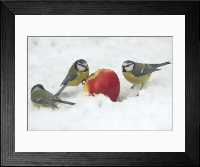 Framed Print : Blue Tits - Feeding on apple put out for birds in garden snow, winter-time. Lower Saxony, Germany Framed Print : Blue Tits - Feeding on apple put out for birds in garden snow, winter-time. Lower Saxony, Germany
