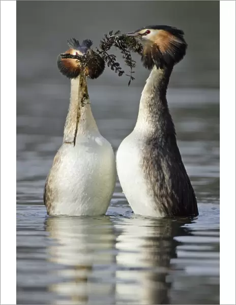Great Crested Grebes - Pair courtship displaying; weed presentation ritual dance, male on right. Hessen, Germany