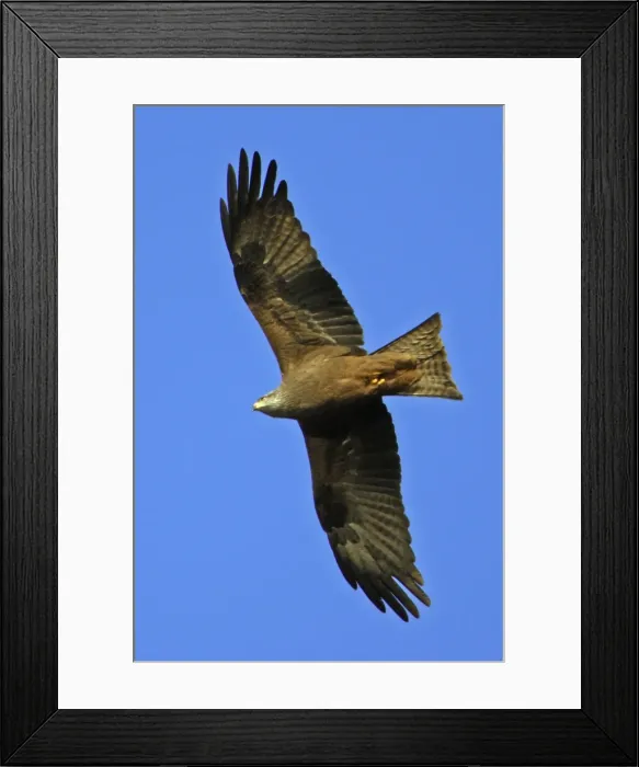 Framed Print : Black Kite - Soaring above nesting territory, april. Lower Saxony, Germany Framed Print : Black Kite - Soaring above nesting territory, april. Lower Saxony, Germany