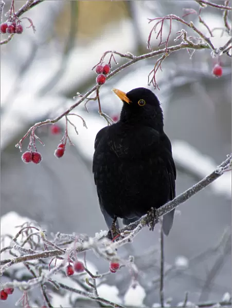 Blackbird - Male sitting in hawthorn bush in winter, feeding on berries. Harz Hills, Lower Saxony, Germany