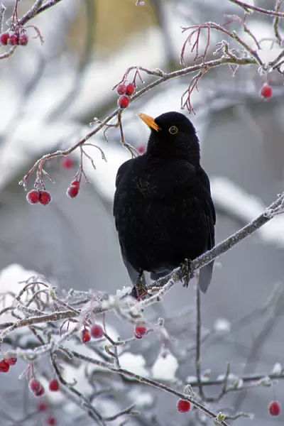 Blackbird - Male sitting in hawthorn bush in winter, feeding on berries. Harz Hills, Lower Saxony, Germany