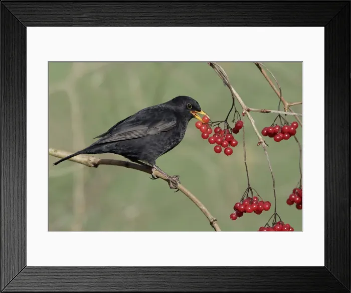 Framed Print : Blackbird - Male eating berrries of Geulder Rose in garden, late winter. Lower Saxony, Germany Framed Print : Blackbird - Male eating berrries of Geulder Rose in garden, late winter. Lower Saxony, Germany