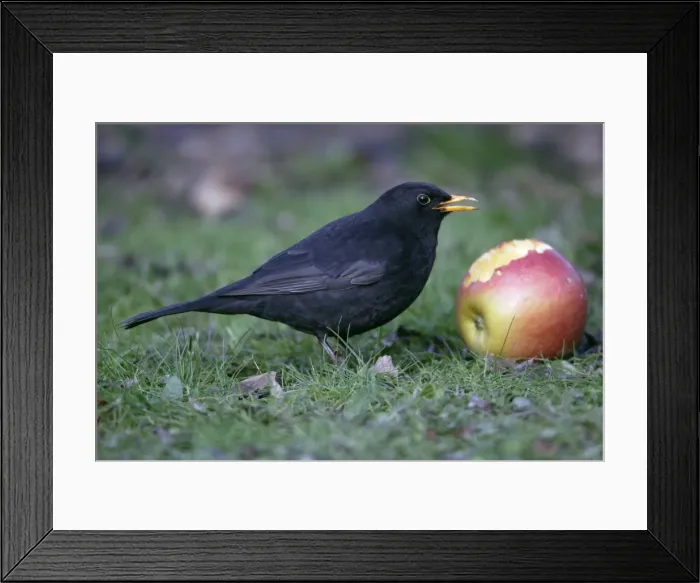 Framed Print : Blackbird - Male eating apple in garden, late winter. Lower Saxony, Germany Framed Print : Blackbird - Male eating apple in garden, late winter. Lower Saxony, Germany