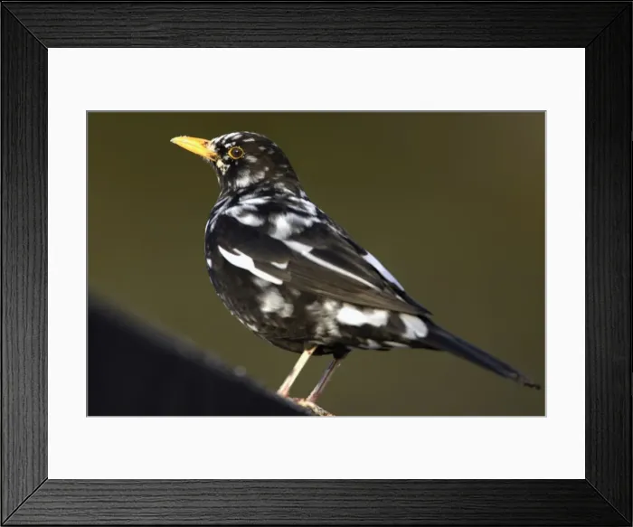 Framed Print : Blackbird - Male with white feathers, partially albino. Lower Saxony, Germany Framed Print : Blackbird - Male with white feathers, partially albino. Lower Saxony, Germany