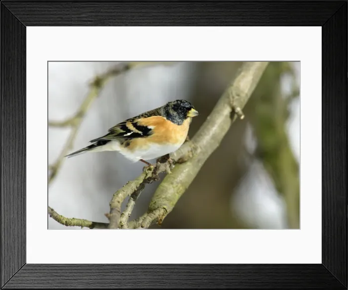 Framed Print : Brambling - Male in Garden in winter, searching for food. Lower Saxony, germany Framed Print : Brambling - Male in Garden in winter, searching for food. Lower Saxony, germany