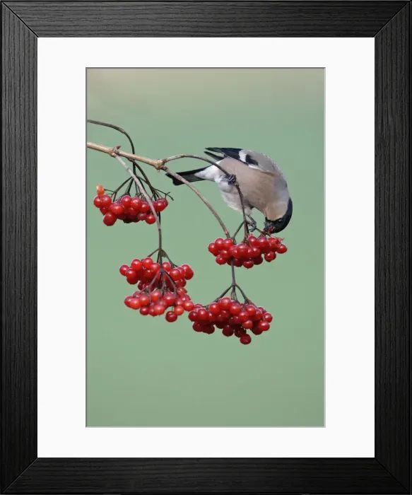 Framed Print : Bullfinch - Female feeding on berries of Guelder Rose in garden, winter. Lower saxony, Germany Framed Print : Bullfinch - Female feeding on berries of Guelder Rose in garden, winter. Lower saxony, Germany