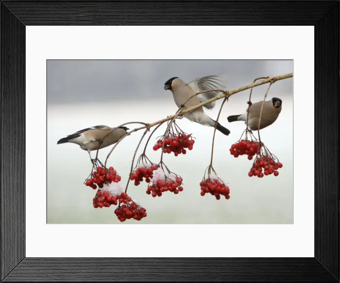 Framed Print : Bullfinches - Females feeding on berries of Guelder Rose in garden, showing agressive behaviour, winter. Lower Saxony, Germany Framed Print : Bullfinches - Females feeding on berries of Guelder Rose in garden, showing agressive behaviour, winter. Lower Saxony, Germany
