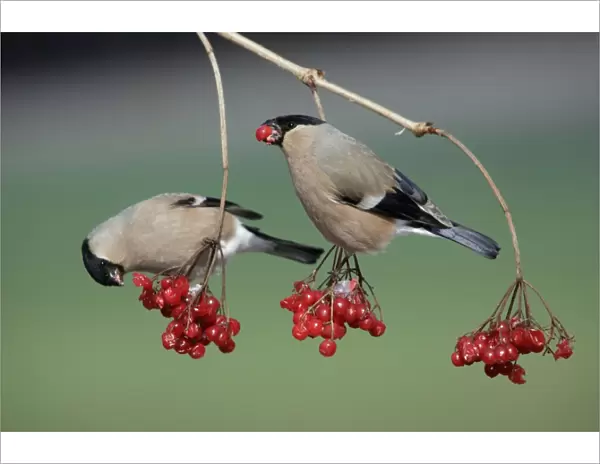 Bullfinches - Females feeding on berries of Guelder Rose in garden, winter. Lower Saxony, Germany