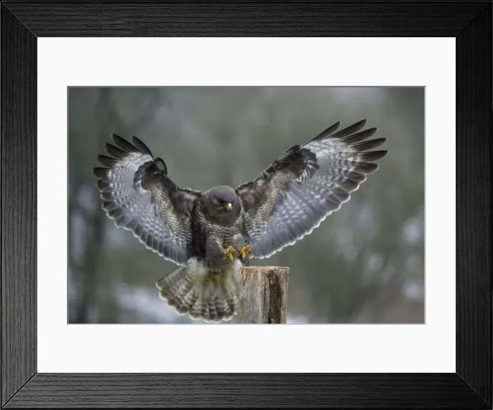 Framed Print : Buzzard - Landing on field post in winter. Lower Saxony, Germany