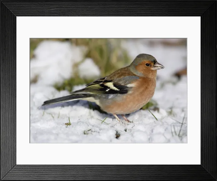 Framed Print : Chaffinch - Male, feeding on ground in garden, winter-time. Lower Saxony, Germany Framed Print : Chaffinch - Male, feeding on ground in garden, winter-time. Lower Saxony, Germany
