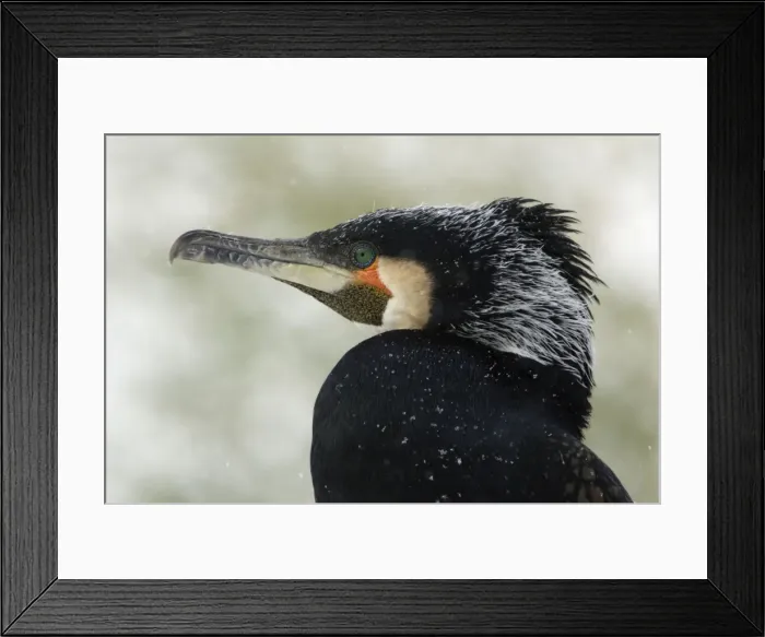 Framed Print : Cormorant - Continental species, male showing breeding plumage, april snow shower. Bavaria, Germany Framed Print : Cormorant - Continental species, male showing breeding plumage, april snow shower. Bavaria, Germany