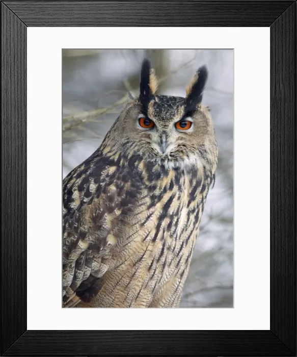 Framed Print : Eagle Owl - Portrait, in winter. Lower Saxony, Germany Framed Print : Eagle Owl - Portrait, in winter. Lower Saxony, Germany
