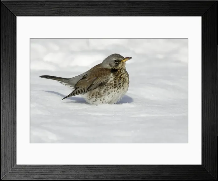 Framed Print : Fieldfare - In garden, searching for food in winter. Lower Saxony, Germany Framed Print : Fieldfare - In garden, searching for food in winter. Lower Saxony, Germany