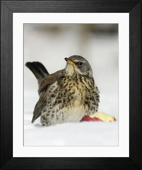 Framed Print : Fieldfare - In garden, feeding on apple in winter. Lower Saxony, Germany Framed Print : Fieldfare - In garden, feeding on apple in winter. Lower Saxony, Germany