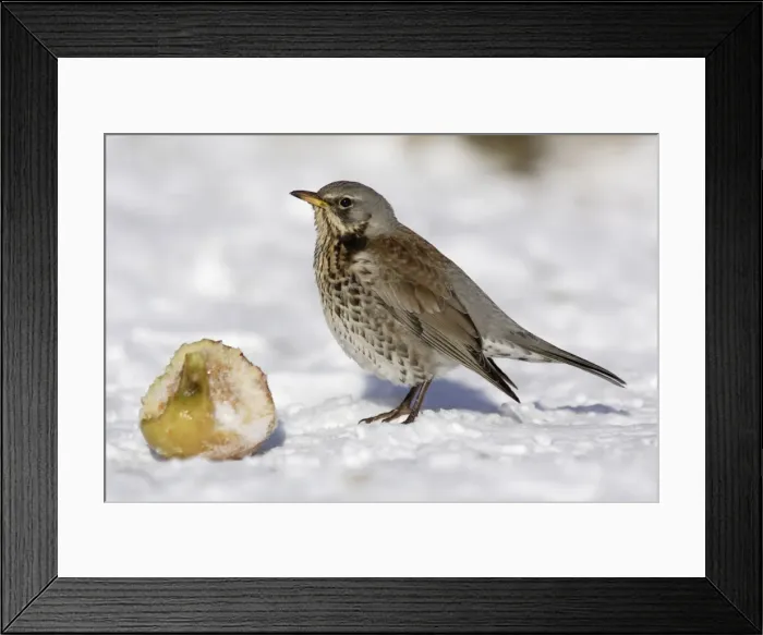 Framed Print : Fieldfare - In garden, feeding on apple in winter. Lower Saxony, Germany Framed Print : Fieldfare - In garden, feeding on apple in winter. Lower Saxony, Germany