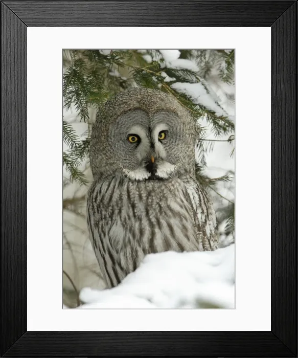 Framed Print : Great Grey Owl - Portrait in winter Framed Print : Great Grey Owl - Portrait in winter