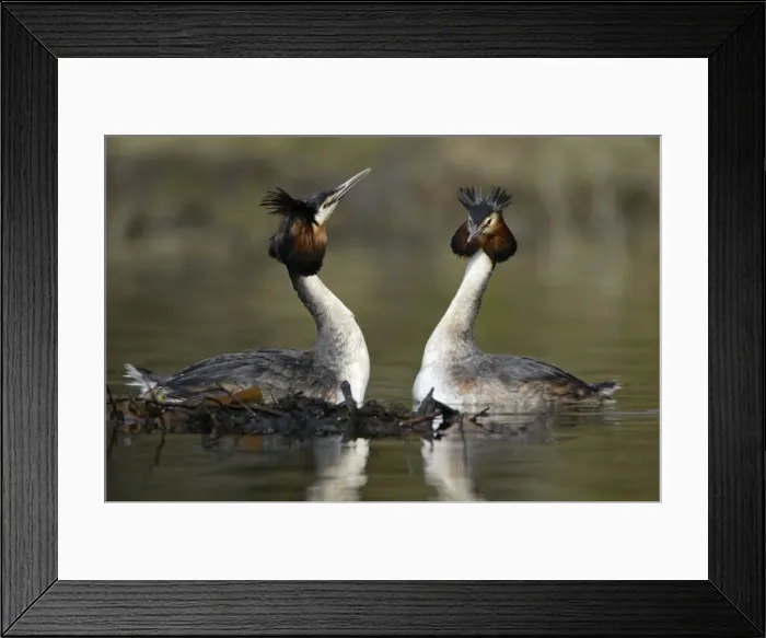 Framed Print : Great Crested Grebes - Pair beside courtship platform, showing head shaking ritual. Hessen, Germany