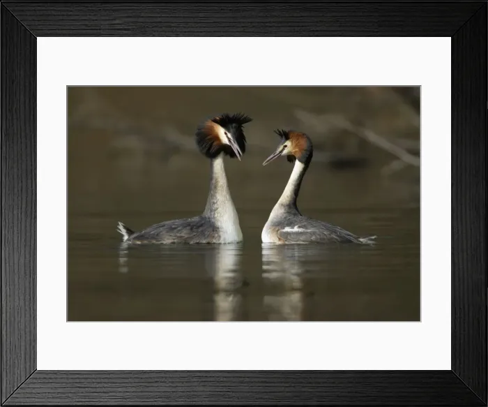 Framed Print : Great Crested Grebes - Pair courtship displaying, male (left) with erect crest, calling to female. Hessen, Germany Framed Print : Great Crested Grebes - Pair courtship displaying, male (left) with erect crest, calling to female. Hessen, Germany