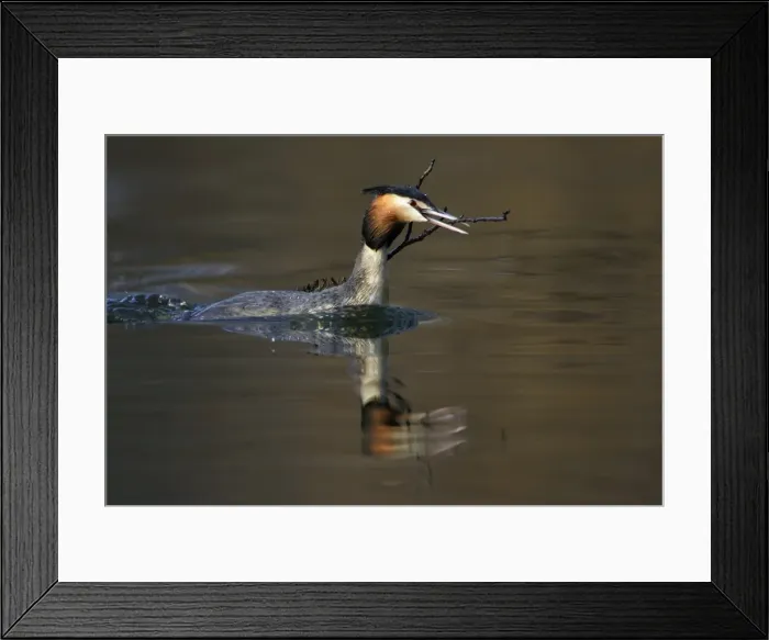 Framed Print : Great Crested Grebe - Male transporting vegetation material to courtship platform on lake. Hessen, Germany Framed Print : Great Crested Grebe - Male transporting vegetation material to courtship platform on lake. Hessen, Germany