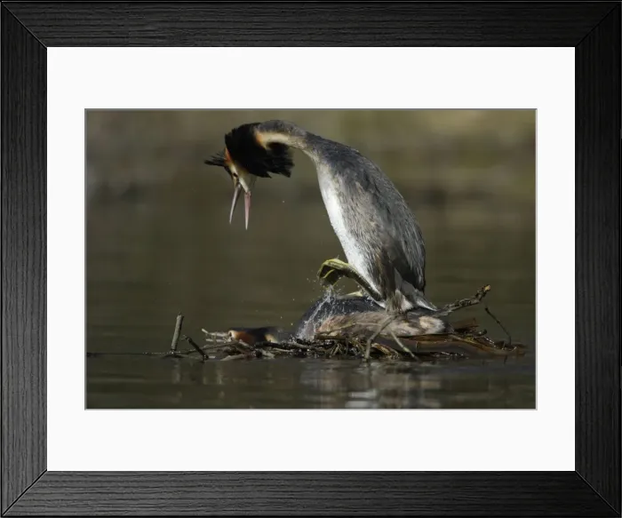 Framed Print : Great Crested Grebes - Pair copulating on courtship platform, male with raised crest calling. Hessen, Germany Framed Print : Great Crested Grebes - Pair copulating on courtship platform, male with raised crest calling. Hessen, Germany