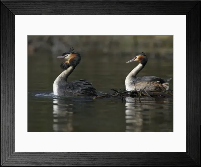 Framed Print : Great Crested Grebes - Pair after copulating on courtship platform, male (Left) head shaking'. Hessen, Germany Framed Print : Great Crested Grebes - Pair after copulating on courtship platform, male (Left) head shaking'. Hessen, Germany