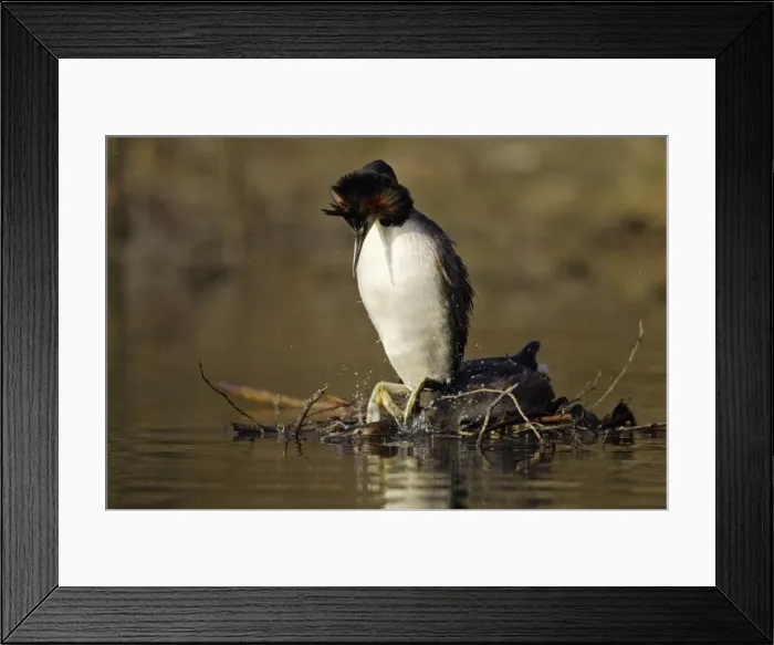 Framed Print : Great Crested Grebes - Pair after copulation on weed platform, male sliding off female. Mating sequence Hessen, Germany