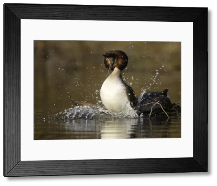 Framed Print : Great Crested Grebes - Pair after copulation on weed platform, male jumping off female into lake. Hessen, Germany. Mating sequence Framed Print : Great Crested Grebes - Pair after copulation on weed platform, male jumping off female into lake. Hessen, Germany. Mating sequence