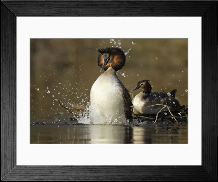 Framed Print : Great Crested Grebes - Pair after copulation on weed platform, male jumping off female into lake treading water display infront of female. Hessen, Germany. Mating sequence Framed Print : Great Crested Grebes - Pair after copulation on weed platform, male jumping off female into lake treading water display infront of female. Hessen, Germany. Mating sequence