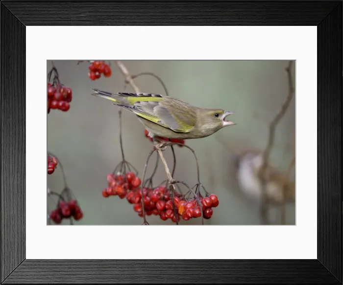 Framed Print : Greenfinch - Feeding on Guelder Rose berries in garden, showing aggression to other birds, winter-time. Lower Saxony, Germany Framed Print : Greenfinch - Feeding on Guelder Rose berries in garden, showing aggression to other birds, winter-time. Lower Saxony, Germany