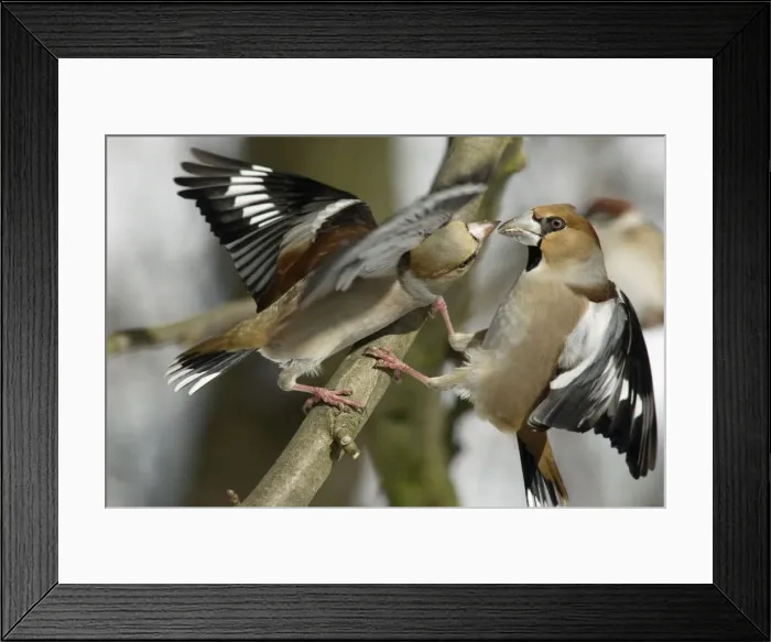 Framed Print : Hawfinches - Two females fighting over food in garden, winter. Lower Saxony, Germany Framed Print : Hawfinches - Two females fighting over food in garden, winter. Lower Saxony, Germany