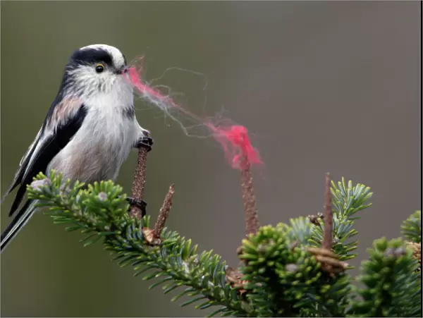 Long-Tailed Tit - With wool in bill as nest building material. Spring-time. Western race. Lower Saxony, Germany