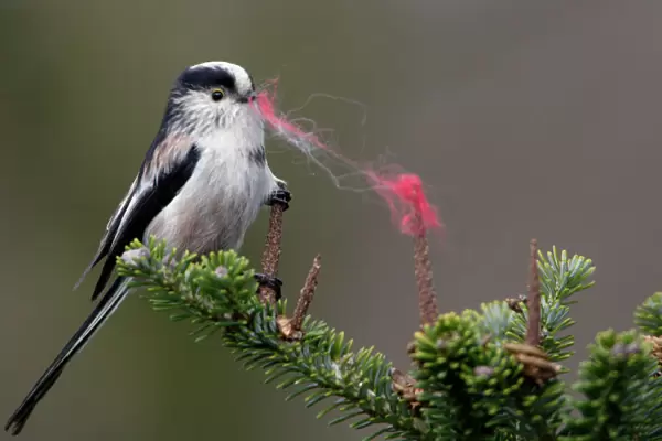 Long-Tailed Tit - With wool in bill as nest building material. Spring-time. Western race. Lower Saxony, Germany