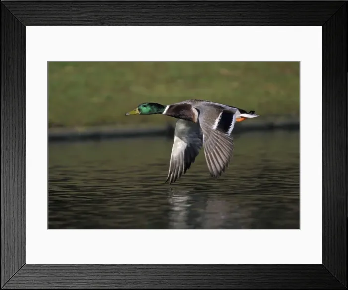 Framed Print : Mallard - Drake flying over lake. Lower Saxony, Germany Framed Print : Mallard - Drake flying over lake. Lower Saxony, Germany