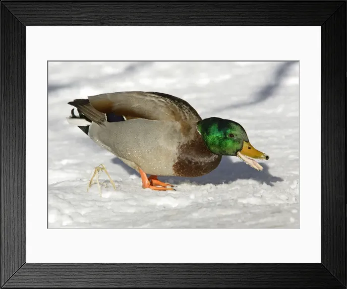 Framed Print : Mallard - Drake feeding on grain strewn by park visitors, at side of frozen lake, winter. Lower Saxony, Germany Framed Print : Mallard - Drake feeding on grain strewn by park visitors, at side of frozen lake, winter. Lower Saxony, Germany