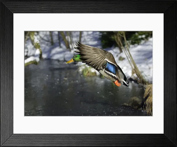 Framed Print : Mallard - Drake landing on frozen lake in winter. Lower Saxony, Germany Framed Print : Mallard - Drake landing on frozen lake in winter. Lower Saxony, Germany