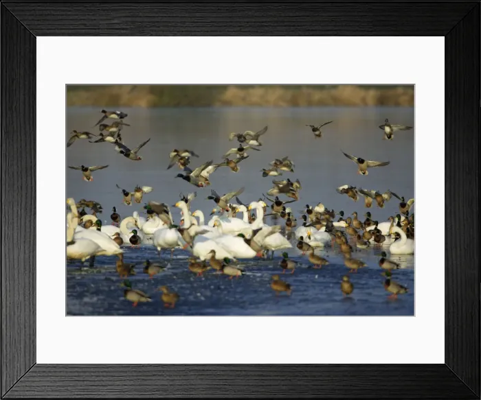 Framed Print : Mixed Wildfowl - Mallards landing amongst Whooper swans (Cygnus cygnus) on frozen lake in winter. Lower Saxony, Germany Framed Print : Mixed Wildfowl - Mallards landing amongst Whooper swans (Cygnus cygnus) on frozen lake in winter. Lower Saxony, Germany