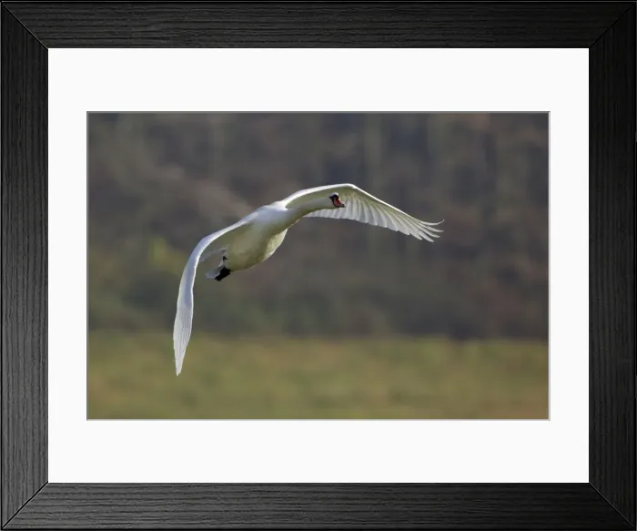 Framed Print : Mute Swan - In flight Lower Saxony, Germany Framed Print : Mute Swan - In flight Lower Saxony, Germany