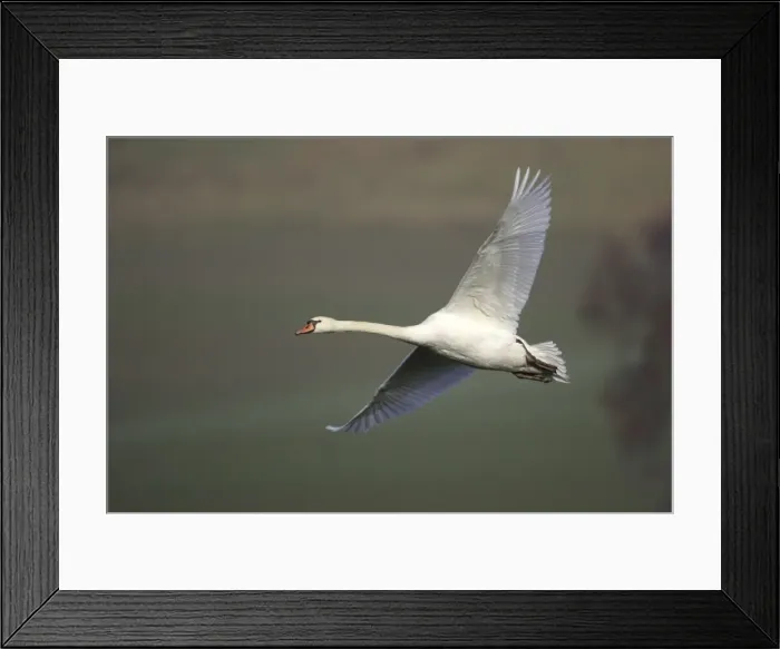 Framed Print : Mute Swan - In flight Hessen, Germany Framed Print : Mute Swan - In flight Hessen, Germany