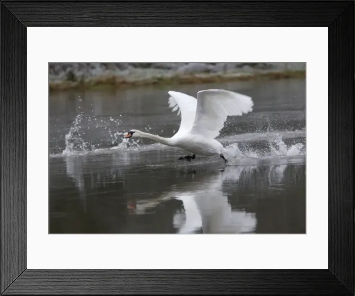 Framed Print : Mute Swan - Taking off from river, winter. Hessen, Gremany Framed Print : Mute Swan - Taking off from river, winter. Hessen, Gremany
