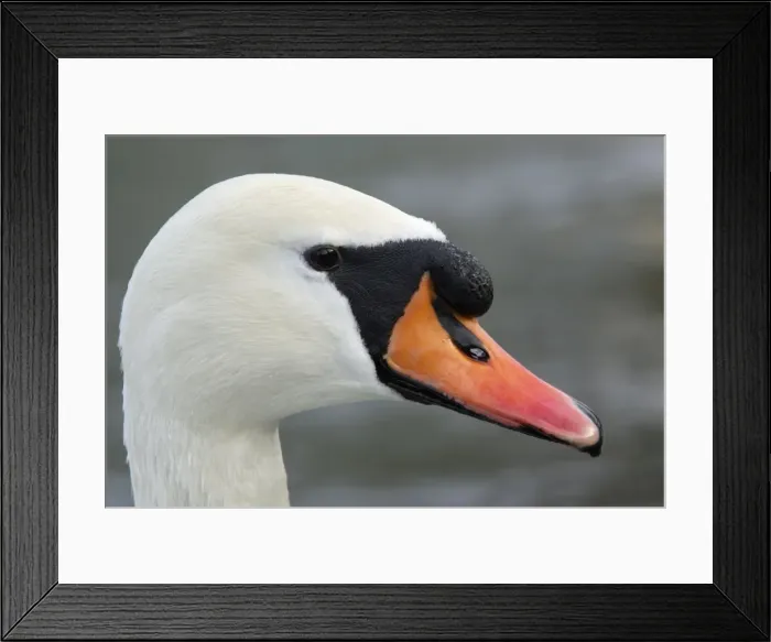 Framed Print : Mute Swan - Portrait of Male. Hessen, Germany Framed Print : Mute Swan - Portrait of Male. Hessen, Germany