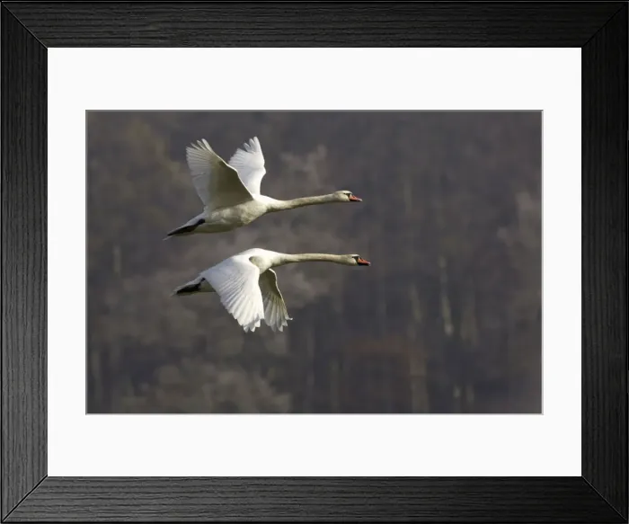Framed Print : Mute Swans - Pair in flight, autumn-time. Lower Saxony, Germany Framed Print : Mute Swans - Pair in flight, autumn-time. Lower Saxony, Germany