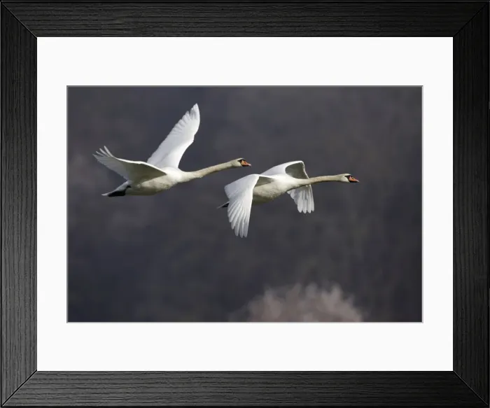 Framed Print : Mute Swans - Pair in flight, autumn-time. Lower Saxony, Germany Framed Print : Mute Swans - Pair in flight, autumn-time. Lower Saxony, Germany