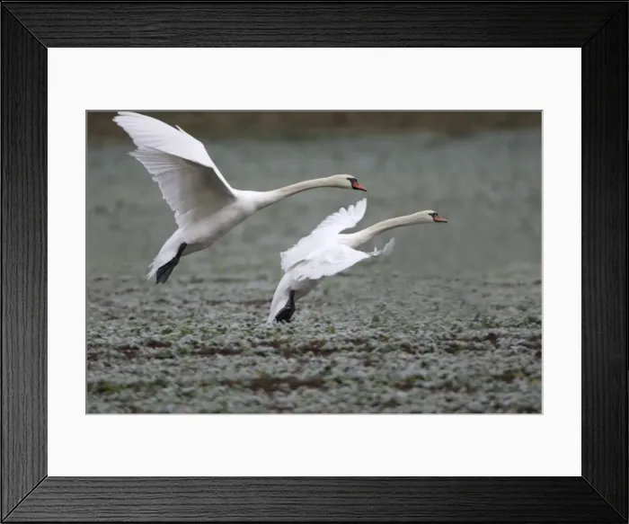 Framed Print : Mute Swans - Landing on frozen kale crop in winter. Hessen, Gremany Framed Print : Mute Swans - Landing on frozen kale crop in winter. Hessen, Gremany
