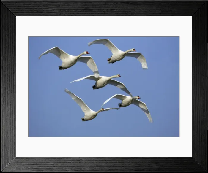 Framed Print : Mute Swans - Flock in flight. Lower Saxony, Germany Framed Print : Mute Swans - Flock in flight. Lower Saxony, Germany