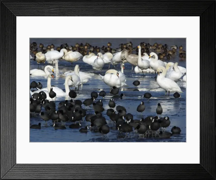 Framed Print : Mixed Wildfowl - Mute (Cygnus olor) and Whooper Swans (Cygnus cygnus) and Coots - Gathered on frozen lake, resting, in winter. Lower Saxony, Germany Framed Print : Mixed Wildfowl - Mute (Cygnus olor) and Whooper Swans (Cygnus cygnus) and Coots - Gathered on frozen lake, resting, in winter. Lower Saxony, Germany