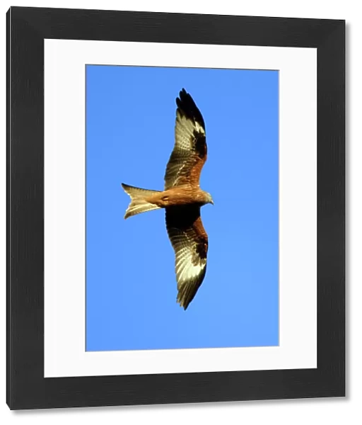 Red Kite - In flight, soaring over nest territory in april. Lower Saxony, Germany