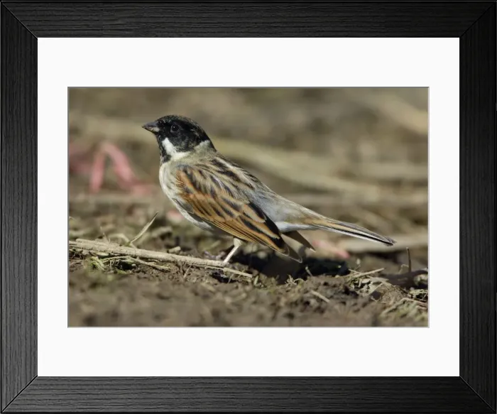 Framed Print : Reed Bunting - Male on shore of lake searching for food, spring-time. Hessen, Gremany Framed Print : Reed Bunting - Male on shore of lake searching for food, spring-time. Hessen, Gremany